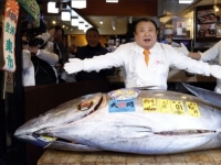 기네스 세계기록 오른 최고가 참치…"한 마리에 47억원"