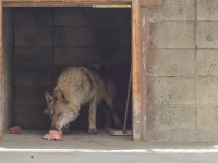 "매출 0원에도 커피 3000잔"…'늑구' 수색대 챙긴 오월드 카페 점주