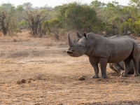 코뿔소 보호하려다 참변…코뿔소 공격으로 사망한 남아공 활동가
