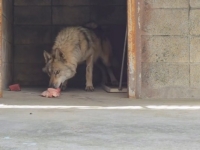 "매출 0원에도 커피 3000잔"…'늑구' 수색대 챙긴 오월드 카페 점주