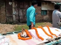 인도 떠돌이 개의 마지막 선택…독사 막고 아이들 살렸다