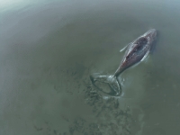 모래톱에 갇힌 고래 '티미'…바지선·중장비 동원해 구조 나선 獨