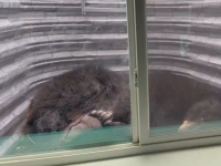 고양이처럼 다리 잡고 '쿨쿨'…美 가정집 창문 근처서 낮잠 자다 발견된 흑곰