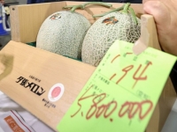 두 개에 5500만원…日 '명품 멜론' 최고가 경신