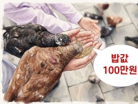 "비둘기 밥 모르고 줬다가 100만원" 과태료 폭탄