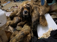 "오물에 엉킨 털 무게 7kg" 제주 쓰레기 집서 구조된 '누더기' 개