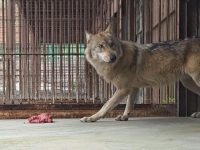 "늑구, 그동안 잘 있었구?" 대전오월드 4일 재개장 확정