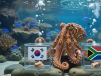 판돈만 7조원…'인간문어' 한국 vs 남아공전 예측은?