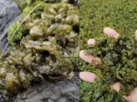"킹크랩보다 비싸"…비 내린 中에 등장한 산해진미의 정체 