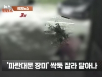 "젊은 부부가 야밤에 '싹둑'"…수년 정성 쏟은 '장미 핫플' 털렸다