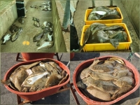 [르포]"하루 3500마리 폐사"…고수온 직격탄 맞은 '완도 양식장'