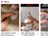 고양이 쇼츠 속 냥냥펀치 보고 "귀엽다" 감탄했는데…학대 불감증 '충격'