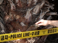제주경찰, '야자수 목맴사' 논란에 정밀 감식 나서