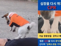 "사람 살리개"…쓰러진 사람에 두발로 CPR하는 강아지