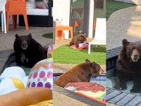 "오해하지 마세요, 물놀이하러 왔어요"…야생 곰 '핫플' 된 뜻밖의 장소