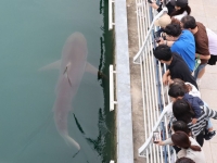 "길이 3.5m 상어가 셀럽 됐다"…외신도 홀린 부산 홍보대사 '부캉이'