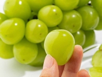 가격도 맛도 떨어진 '샤인머스캣'…결국 재배면적 줄었다