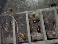 "한 마리가 350마리 낳는다"…부산에 자리 잡은 '중동 바퀴벌레'