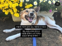 "얘는 물겠네"…안전요원, 반려견 보호자에 폭언 논란