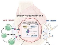 [과학을읽다]면역세포가 못 찾던 난치성 암…'공격 표적' 만들자 다른 종양까지 줄었다