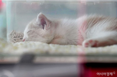 "남들 놀러가는 연휴에 이걸로 3400만원 벌었다" 하루 50건 의뢰 쏟아진 서비스