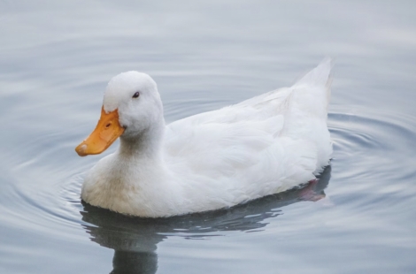"나도 오리 키울래, 이게 웬 횡재야"…배 갈랐더니 쏟아진 황금 '깜짝'