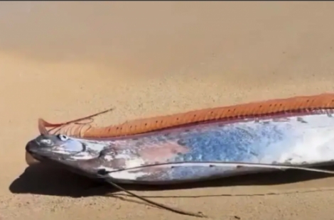 "종말의 물고기 두 마리나?"…해변에 나타난 '희귀 어종' 관광객 반응이