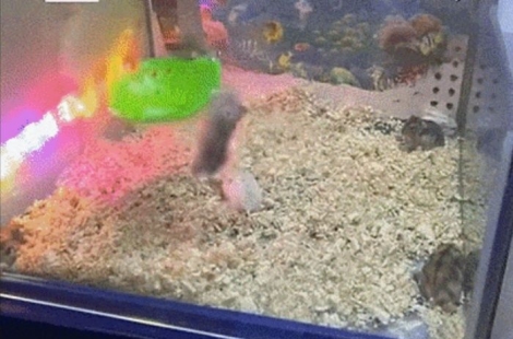 "인형이 아니잖아"…뽑기 기계 속에 벌벌 떠는 햄스터들