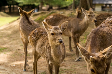 日 오사카, 나라현에 "집 나온 사슴 데려 가세요"