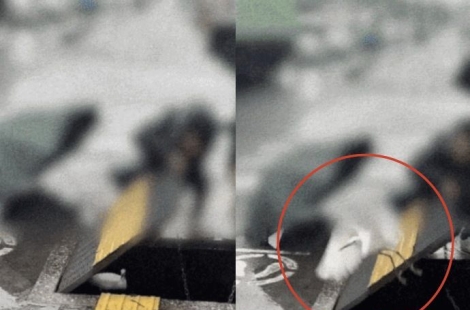 "네가 왜 거기서 나와" 하수구 갇힌 백로 구조한 한국인 가족 日서 화제