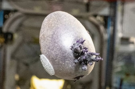 "에일리언 알 아냐?"…우주정거장서 자란 물체 정체는