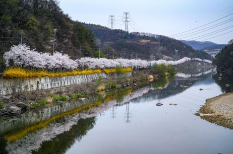 "꽃비 내리는 성곽길 걸어봤니?"…경기 광주서 즐기는 4색 벚꽃 여행
