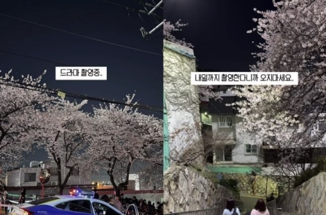 벚꽃 명소 찾아 부산까지 갔는데…발길 돌린 사람들, 왜?