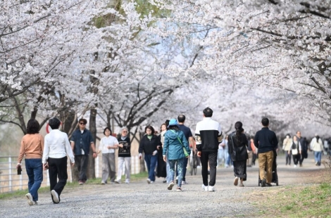지금 하남은 '벚꽃 절정' 중…하남시, '낮에는 분홍빛 밤에는 조명빛'
