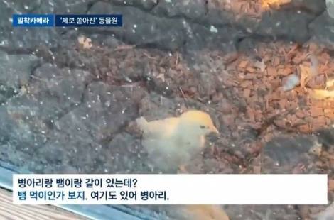 아이들이 쓰다듬던 '병아리'를 보는데서 '뱀 먹이'로…"내가 이걸 보려고 왔나"