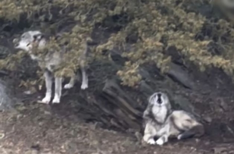 1살 아기 늑대 물렸는데…휴대폰만 본 美 부부에 공분