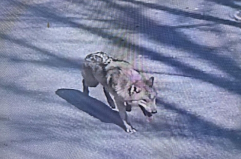 "동물이 무슨 죄냐" 오월드 탈출 늑대에 생포 여론 거센 이유 보니