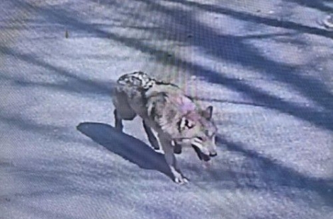 "밤에 활발한 늑대, 공원 외출 말라" 난리…'도심 탈출'에 열화상카메라까지 동원