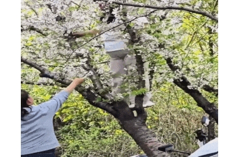 "긴 세월 버틴 나무가 죽을 뻔했다" 사진 욕심에 20살 벚나무 뿌리째 꺾은 여성