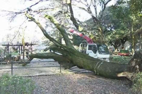 "도쿄에서 나무 조심하세요"…사람 덮쳐 '긴급 점검' [뭔日있슈]