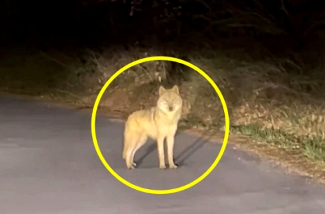 간신히 찾았는데…'엿새만에 발견' 늑구, 결국 또 놓쳤다