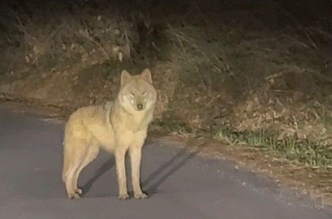 마취총 발사했지만…2m 옹벽 '펄쩍' 여전히 쌩쌩한 늑구 "기력 남은 듯" 
