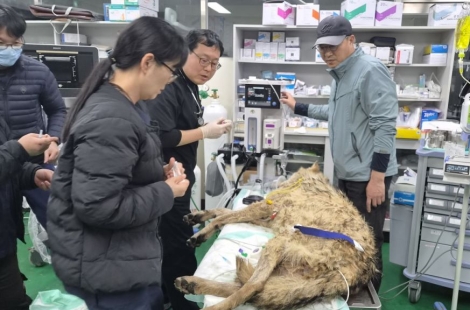 생선가시와 낚싯바늘 삼킨 채 버틴 10일…2살 늑대 '늑구의 해방일지'