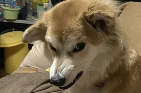 온라인 휩쓴 '밈' 직장인들 열광하더니…'반전 효과' 내는 '눈물'[실험노트]