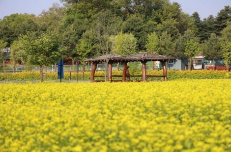 양주나리농원, 5월 9일부터 5월 17일까지 봄 무료 개장