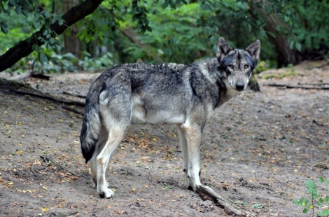 '늑구 신드롬'과 정반대 현실…이탈리아 국립공원서 늑대 10마리 잇단 독살