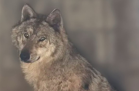 이제 '인기스타' 늑구 근황 영상 못 본다…"밥을 왜 바닥에 주나" 극성팬 부담됐나
