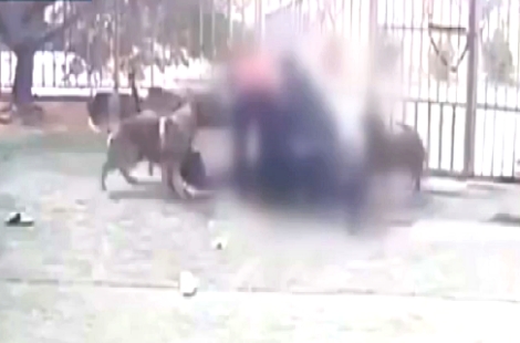 애견카페 갔다가 맹견 4마리 떼공격…20대 女 "진짜 죽겠다 싶었다"