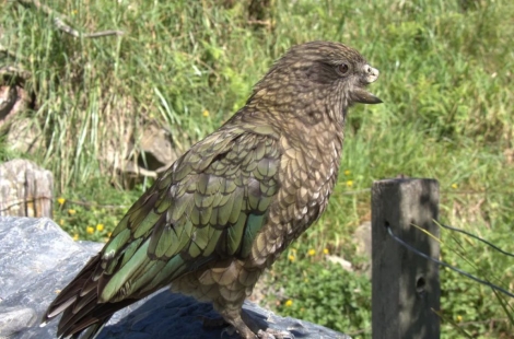 '부리 잃은 앵무새' 37전 전승…최강 비결은?