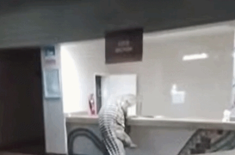 "당당하게 들어와 손님인줄" 아프리카 호텔에 나타난 식인 악어